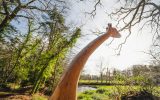 Sculpture Girafe