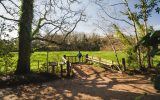 Vue sur les poneys dans le bois de Penfoulic