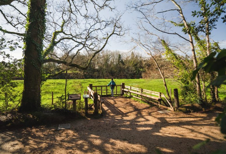 Vue sur les poneys dans le bois de Penfoulic