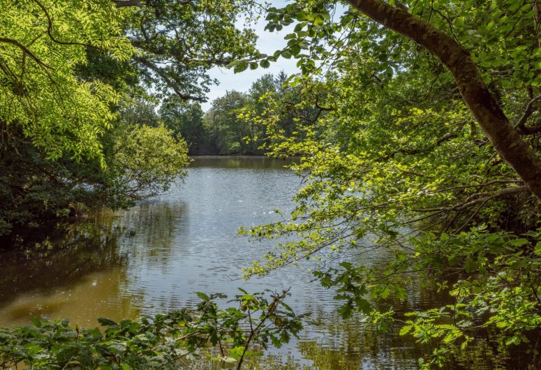 Etang Kergoat à Cheffontaines