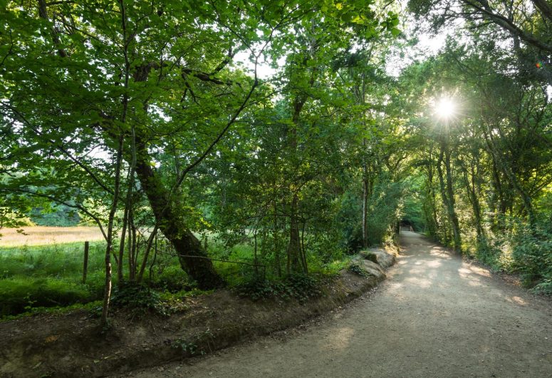 Le bois de Penfoulic