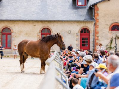 Reportage_Haras_Hennebont_QAPTUR_HD7