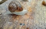 Escargot du Maligorn Gourmand