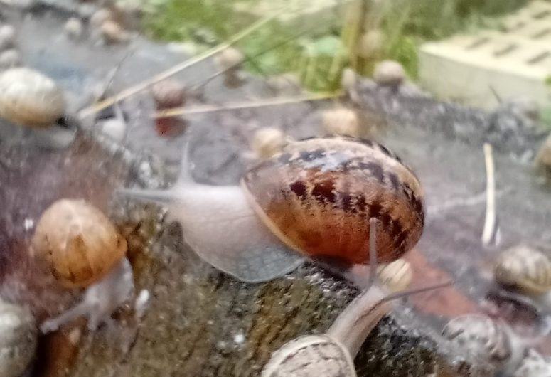 Ferme aux escargots du Maligorn Gourmand