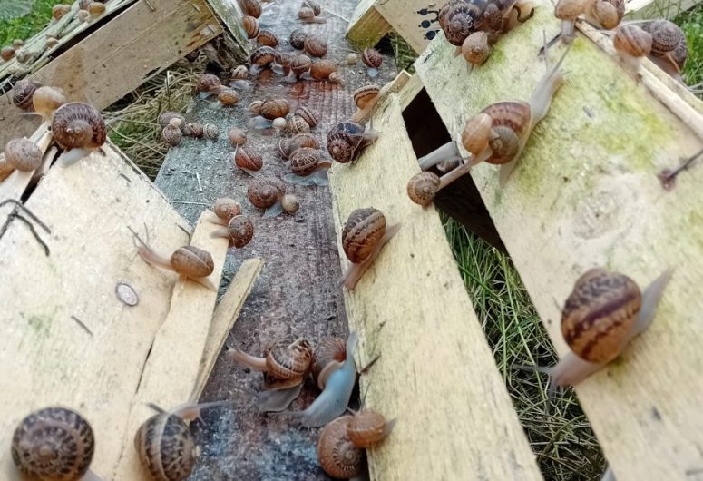 Ferme aux escargots du Maligorn Gourmand